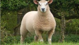 Terminal Sire Breeding Evaluation manual